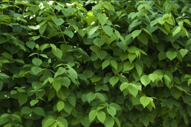 yeşil yaprakları ile bush