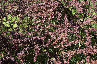 mor yaprakları ile bush