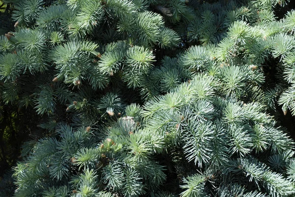 Green coniferous texture — Stock Photo, Image