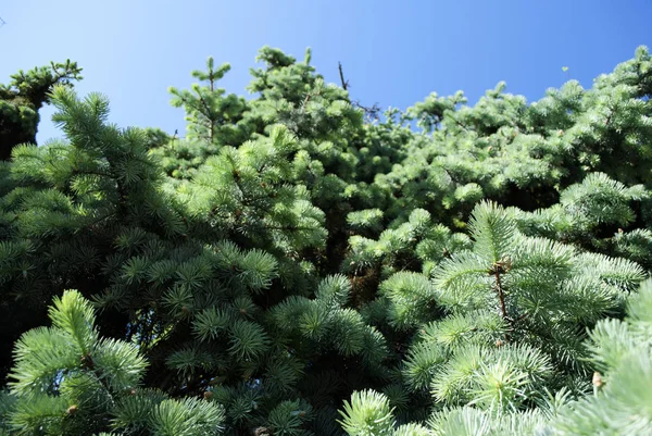 Green coniferous branches — Stock Photo, Image