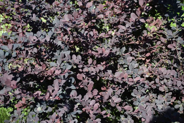 Cespuglio con foglie viola — Foto Stock