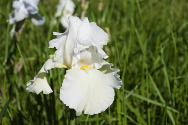 Beyaz çiçekler bahçede çiçek açan 