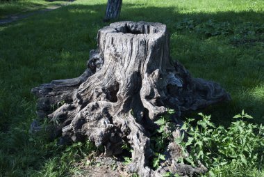 Eski ağaç kütüğü park veya orman, görünümü kapatın