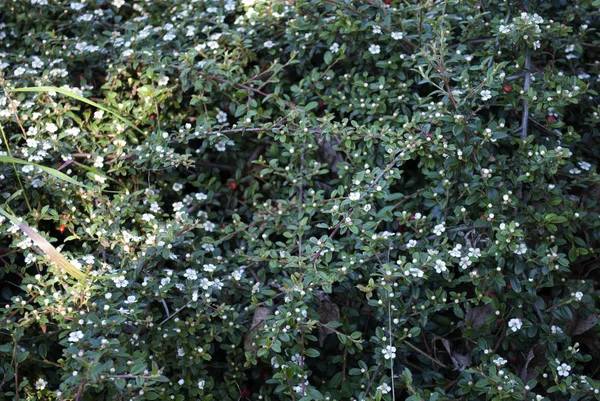Fiori bianchi che fioriscono in giardino — Foto Stock