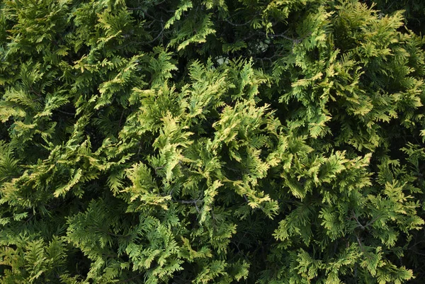 Green coniferous texture — Stock Photo, Image