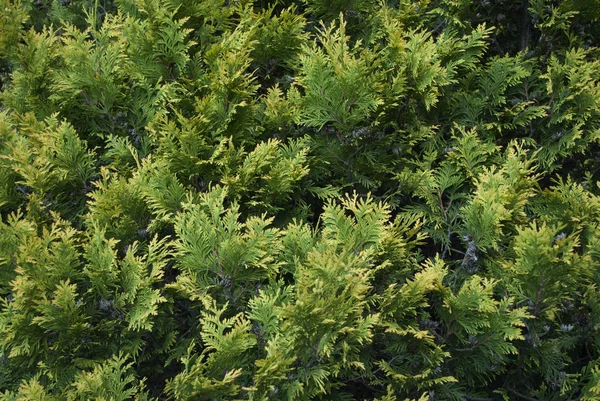 Green coniferous texture — Stock Photo, Image