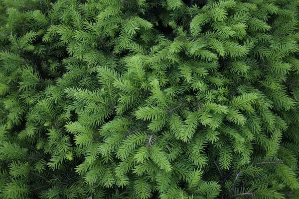 녹색 침 텍스처 — 스톡 사진