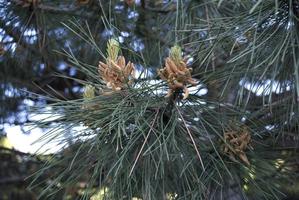 침엽수의 푸른 가지들 — 스톡 사진