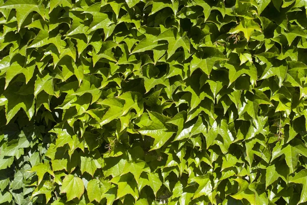 Wall in the leaves. texture — Stock Photo, Image