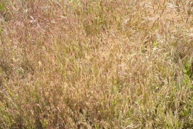 Kuru ot doğal arka plan