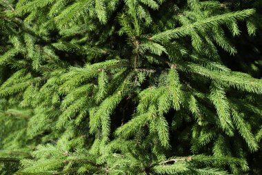 Yeşil iğne yapraklı arka plan