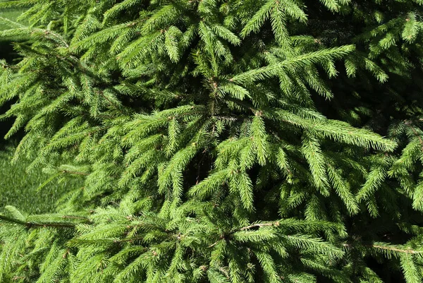Green coniferous background — Stock Photo, Image