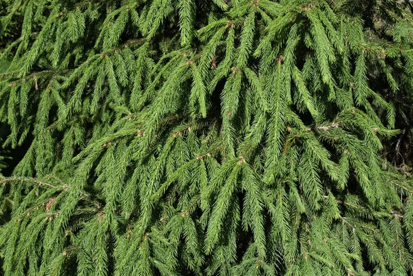 Green coniferous background — Stock Photo, Image