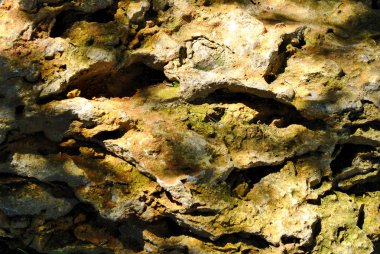 Fosil kireçtaşı doku