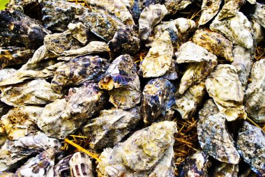 istiridye kabukları dokusuna 