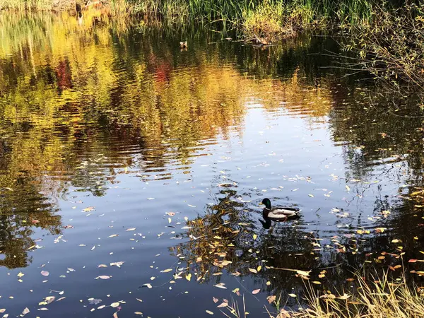 Lake surrounded by autumn bushes — Stock Photo, Image