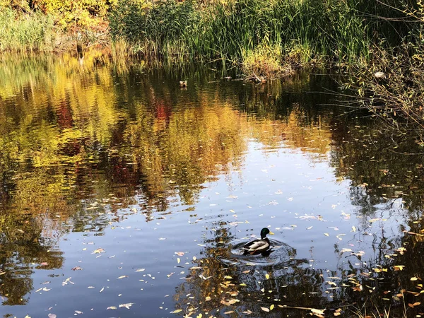 Lago circondato da cespugli autunnali — Foto Stock