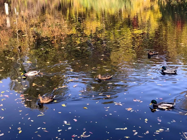 Flock of ducks swimming in lake — Stock Photo, Image