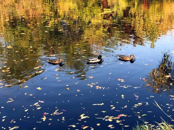 Lake surrounded by autumn bushes — Stock Photo, Image