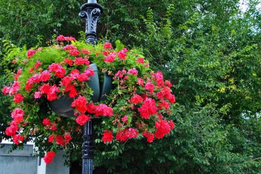 çiçek yatak çiçekli