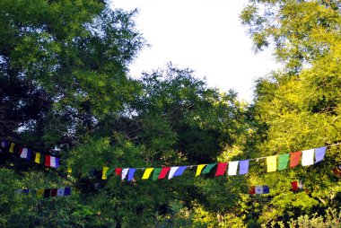 ağaçlar arasında çok renkli bayraklar  