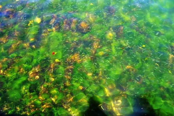Alga tiszta tengervízben — Stock Fotó