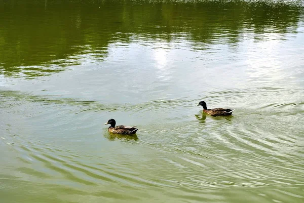 Cute ducks swimming in pond — Stock Photo, Image