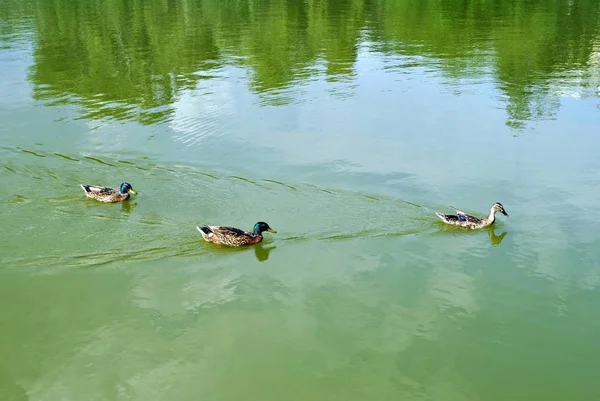 cute ducks swimming in pond