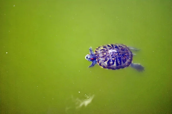 물 속에서 헤엄치는 거북 — 스톡 사진