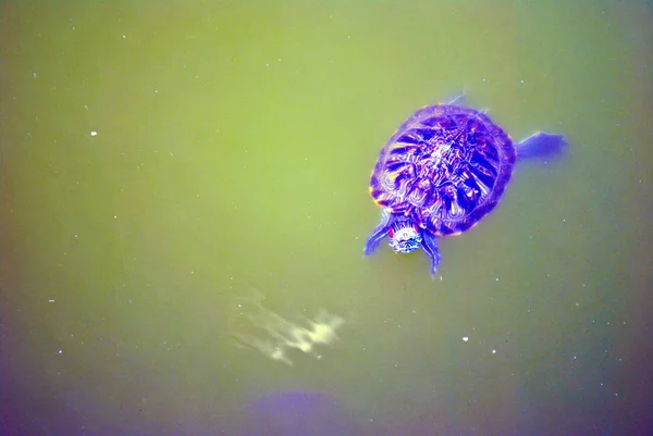 Schildkröte schwimmt im Wasser — Stockfoto