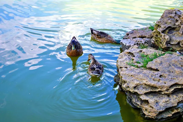 Cute ducks swimming in pond — Stock Photo, Image