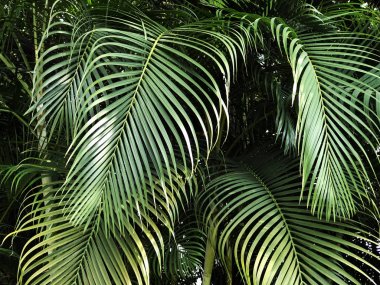 Yeşil palmiye dalları desen