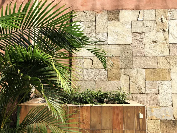 Zdi Textury Palmové Ratolesti — Stock fotografie