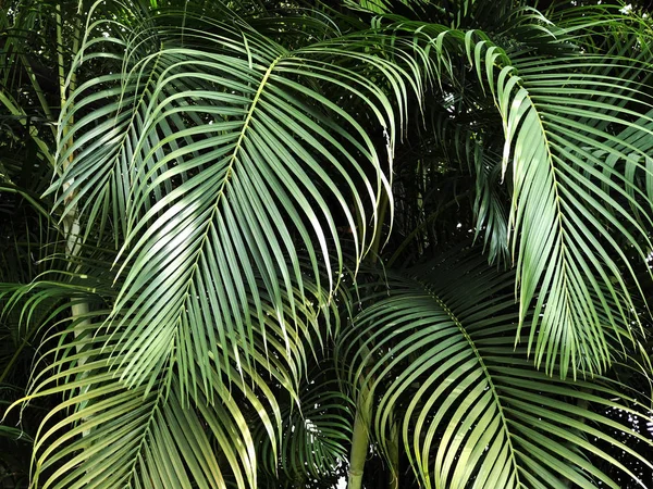 Yeşil palmiye dalları desen