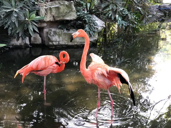 Flamingos Cor Rosa Lago — Fotografia de Stock