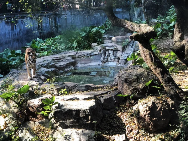 Jeden Tygr Zoo Dne — Stock fotografie