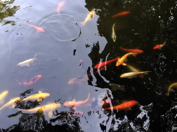 在池塘里游泳五颜六色的鱼 — 图库照片