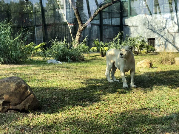 動物園で怒っている白虎 — ストック写真