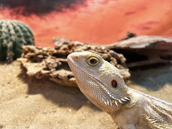 Photo White Gecko Terrarium Royalty Free Stock Images