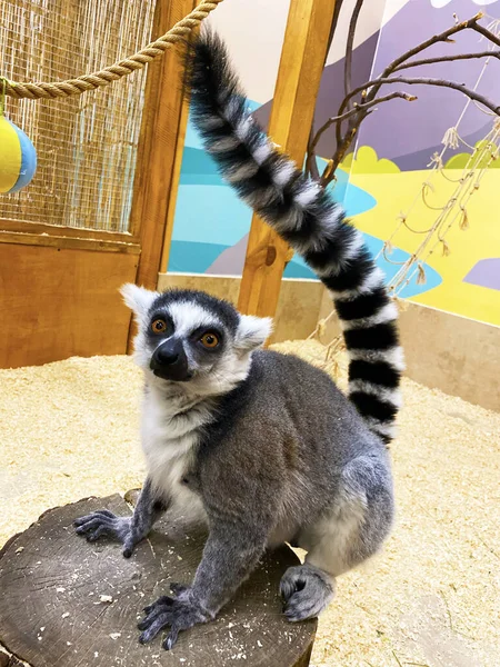 Foto Bellissimo Lemure Foto Stock Royalty Free
