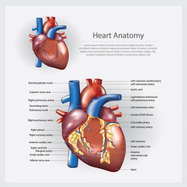 Kalp Anatomisi Vektör İllüstrasyonu