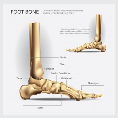 Foot Bone Vector Illustration clipart