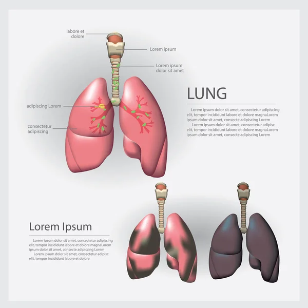 Detaylı Akciğer ve Akciğer Vektörü İllüstrasyonu — Stok Vektör