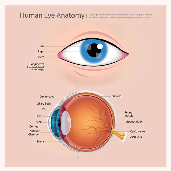Human Eye Anatomy Vector Illustration — Stock Vector