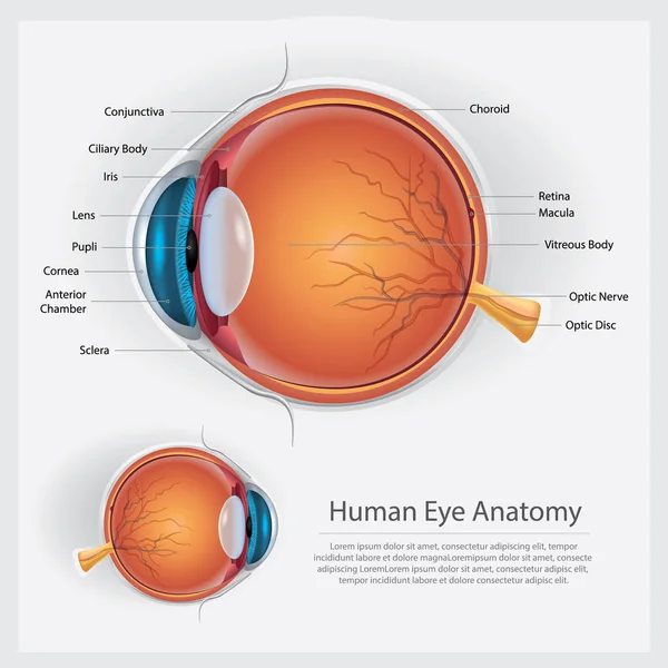 Ilustração do vetor da anatomia do olho humano — Vetor de Stock