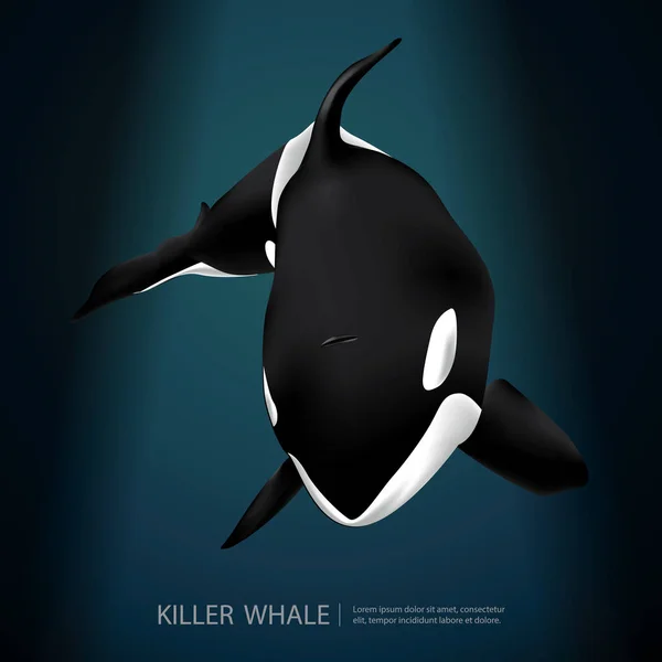 Ballena asesina bajo el mar Vector Ilustración — Vector de stock