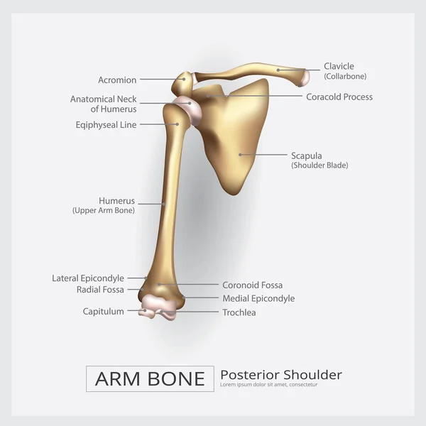 Brazo de hombro Hueso Vector Ilustración — Vector de stock