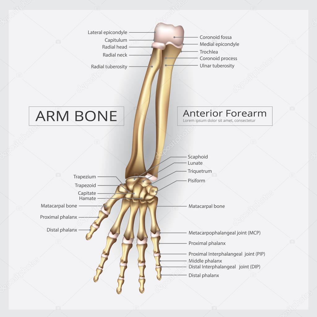 Arm and Hand Bone Vector Illustration