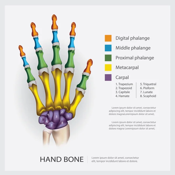 İnsan anatomisi el kemik vektör çizim — Stok Vektör