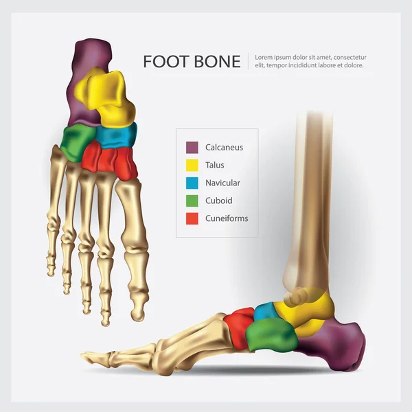 Anatomía humana Pie Hueso Vector Ilustración — Vector de stock